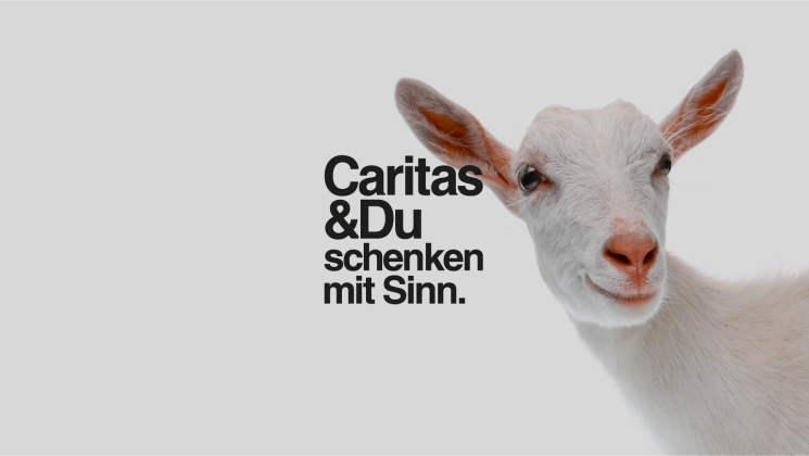 weiße Ziege schaut in die Kamera